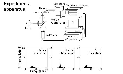 Maximum Entropy Method, Oscillation Power Value of Particular Brain Area