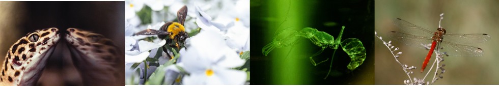 An image of Ecological Research
