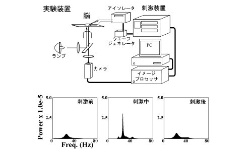 最大エントロピー法 脳特定領域の振動パワの算出結果